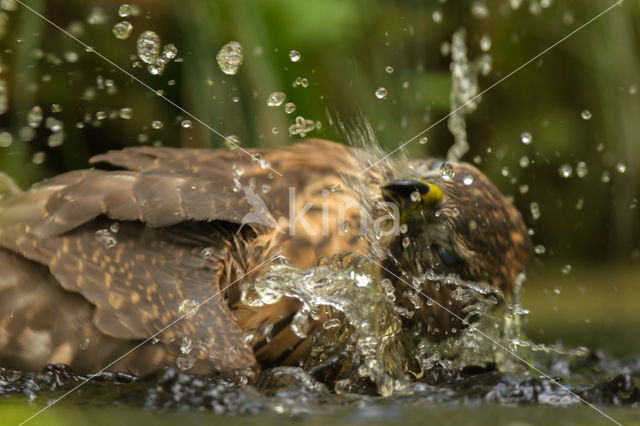 Havik (Accipiter gentilis)