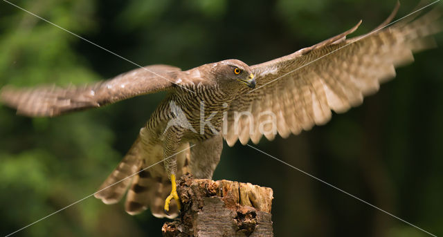 Havik (Accipiter gentilis)