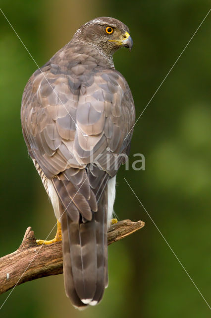 Havik (Accipiter gentilis)