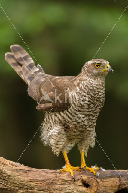 Havik (Accipiter gentilis)