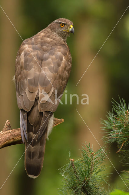 Havik (Accipiter gentilis)