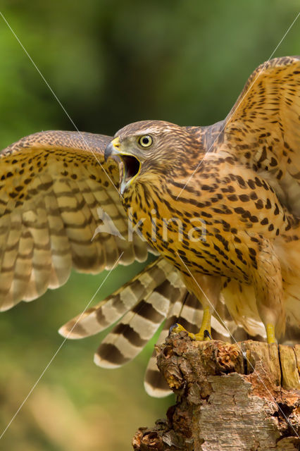 Havik (Accipiter gentilis)