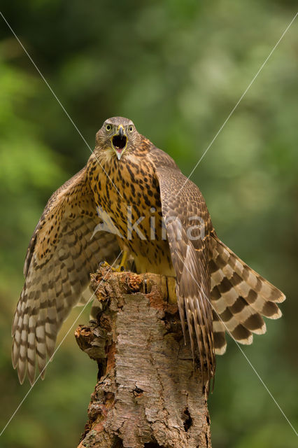 Goshawk (Accipiter gentilis)