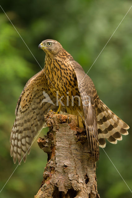 Havik (Accipiter gentilis)