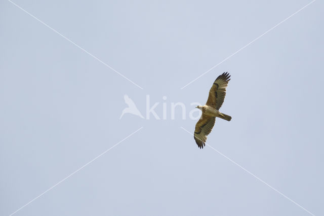 Bonelli's Eagle (Hieraaetus fasciatus)