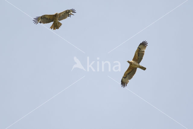 Bonelli's Eagle (Hieraaetus fasciatus)