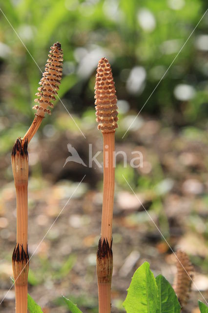 Heermoes (Equisetum arvense)