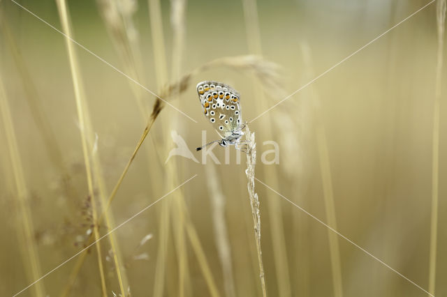 Silver Studded Blue (Plebejus argus)