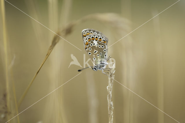 Heideblauwtje (Plebejus argus)