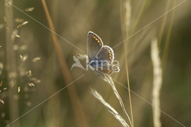 Silver Studded Blue (Plebejus argus)