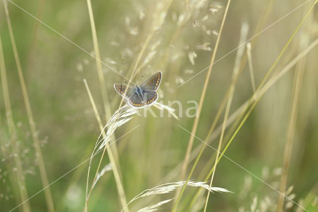 Heideblauwtje (Plebejus argus)