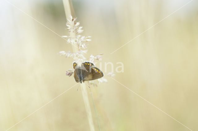 Silver Studded Blue (Plebejus argus)