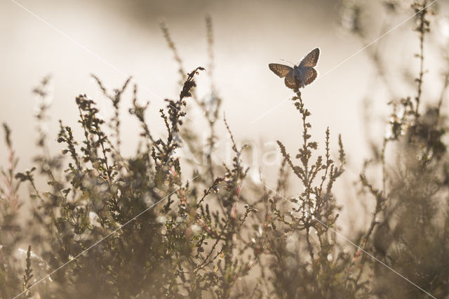 Silver Studded Blue (Plebejus argus)