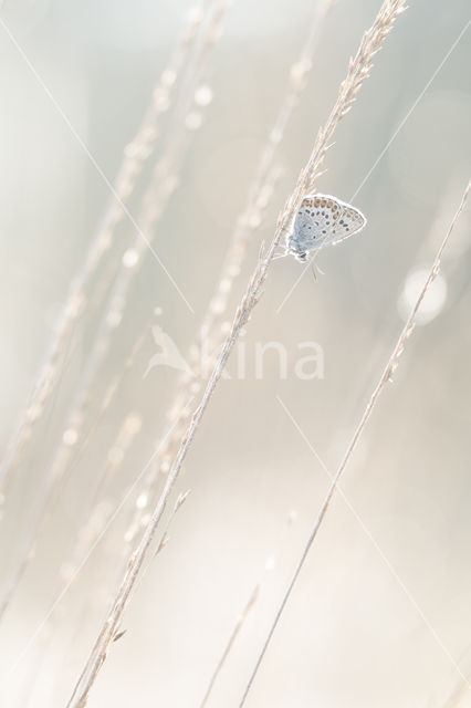 Silver Studded Blue (Plebejus argus)