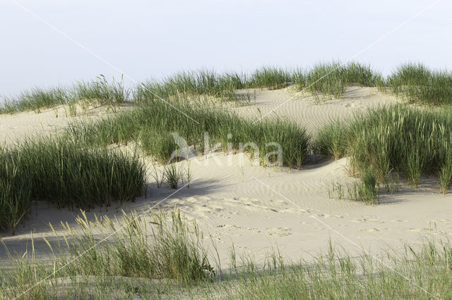 Marram (Ammophila arenaria)