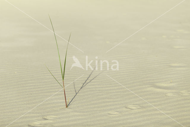 Marram (Ammophila arenaria)