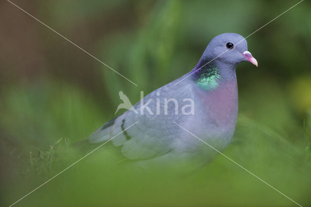 Holenduif (Columba oenas)