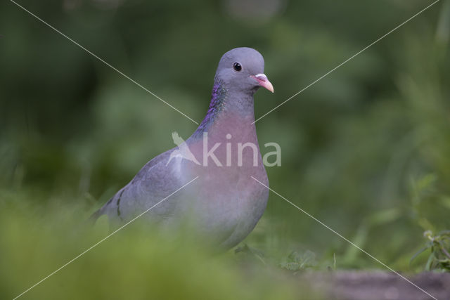 Stock Dove (Columba oenas)