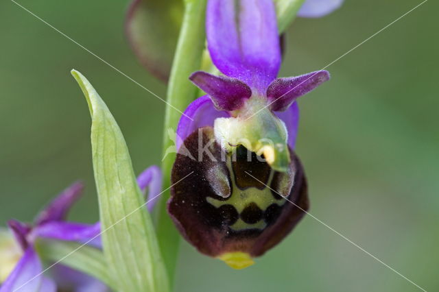 Hommelorchis (Ophrys holoserica