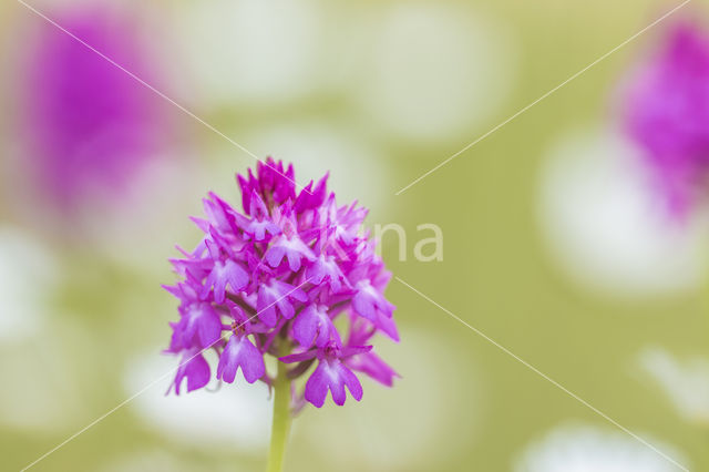 Pyramidal Orchid (Anacamptis pyramidalis)