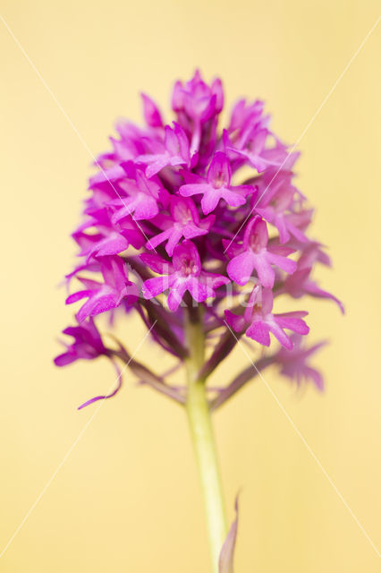 Hondskruid (Anacamptis pyramidalis)