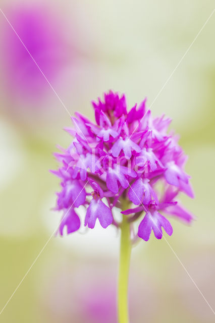 Pyramidal Orchid (Anacamptis pyramidalis)