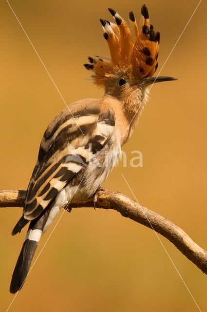 Hoopoe (Upupa epops)