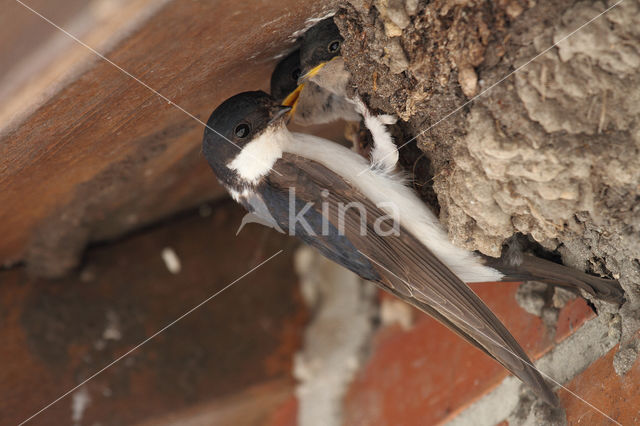 Common House-Martin (Delichon urbicum)