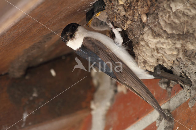 Common House-Martin (Delichon urbicum)