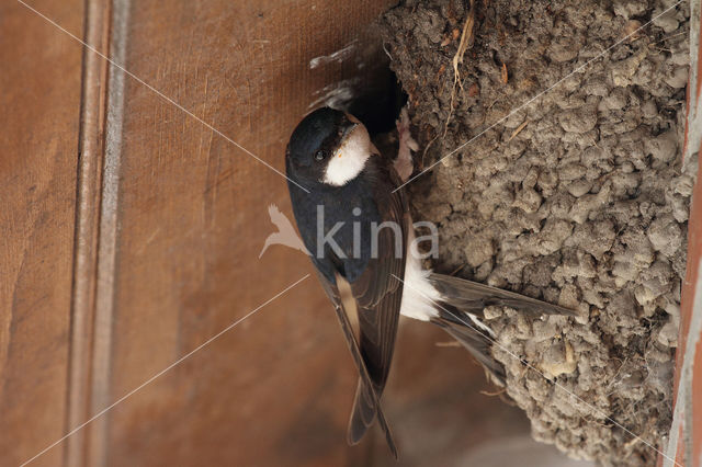 Common House-Martin (Delichon urbicum)