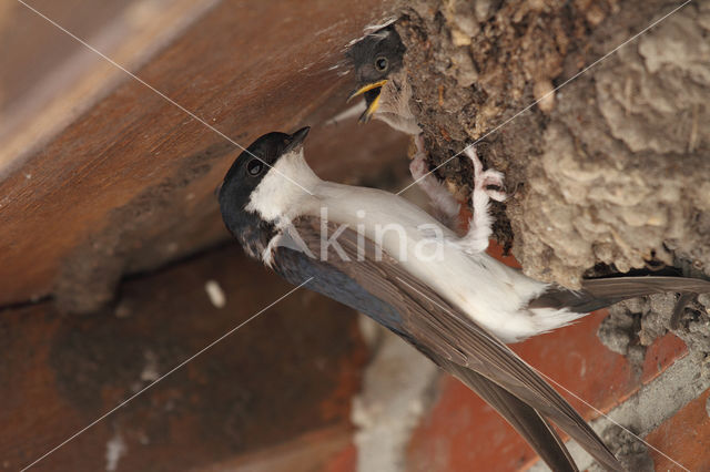 Huiszwaluw (Delichon urbicum)