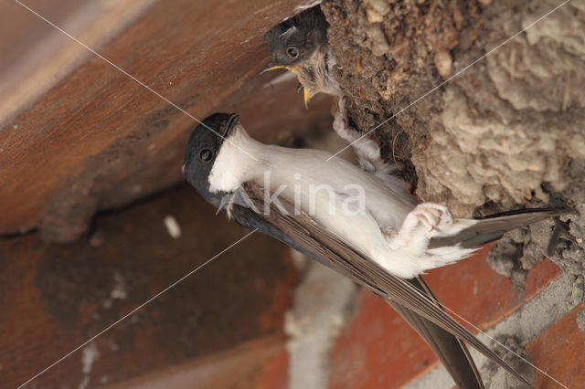 Common House-Martin (Delichon urbicum)