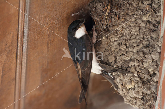 Common House-Martin (Delichon urbicum)