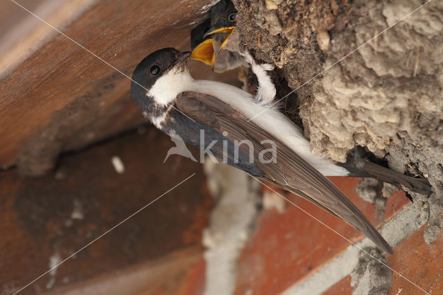 Common House-Martin (Delichon urbicum)