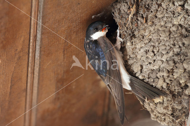 Common House-Martin (Delichon urbicum)