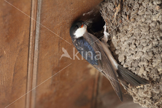 Common House-Martin (Delichon urbicum)
