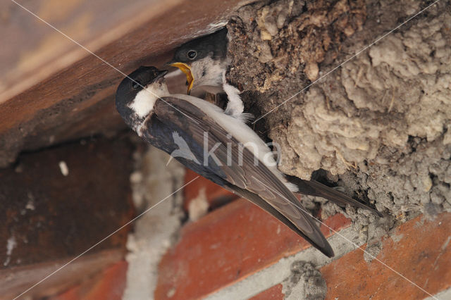 Huiszwaluw (Delichon urbicum)