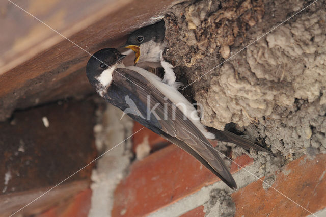 Common House-Martin (Delichon urbicum)