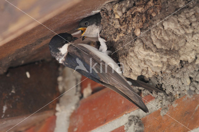 Common House-Martin (Delichon urbicum)