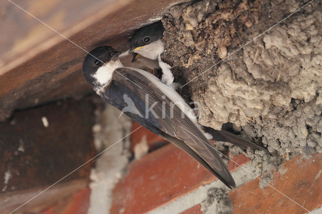 Common House-Martin (Delichon urbicum)