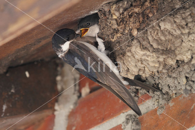 Common House-Martin (Delichon urbicum)