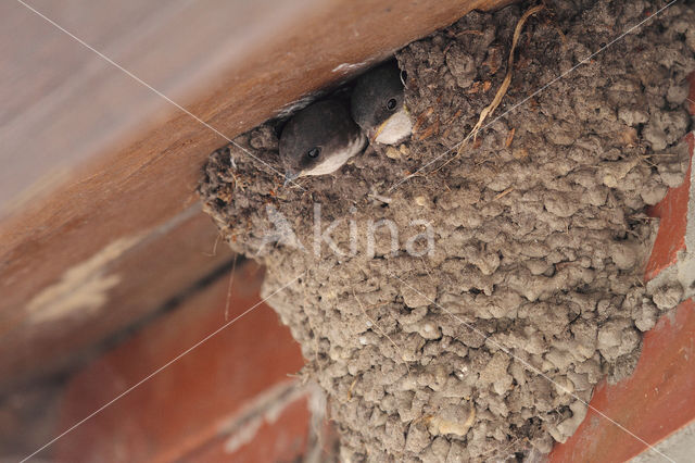 Huiszwaluw (Delichon urbicum)