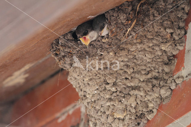 Common House-Martin (Delichon urbicum)