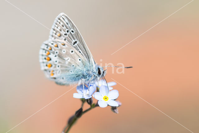 Icarusblauwtje (Polyommatus icarus)