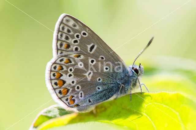 Common Blue (Polyommatus icarus)