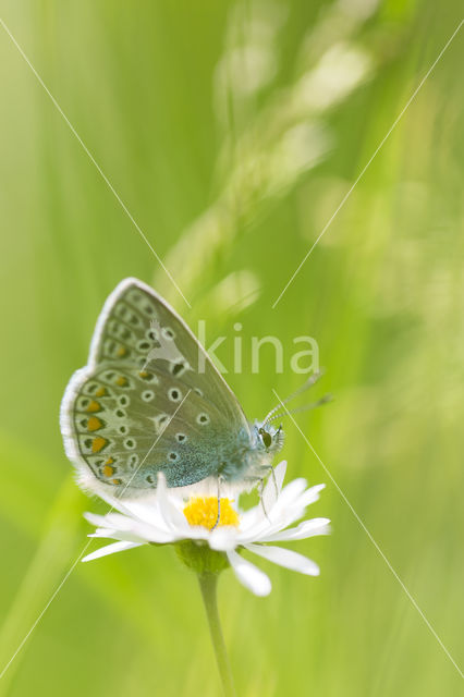 Common Blue (Polyommatus icarus)