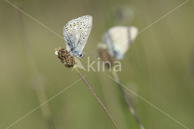 Common Blue (Polyommatus icarus)