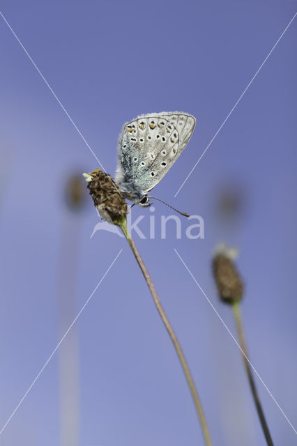 Common Blue (Polyommatus icarus)