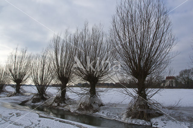 IJssel uiterwaarden