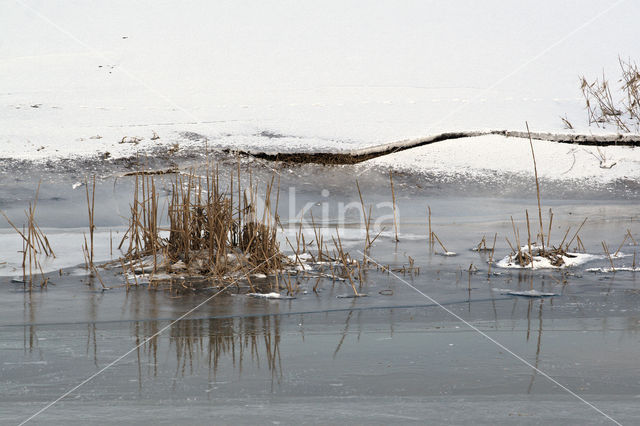 IJssel uiterwaarden